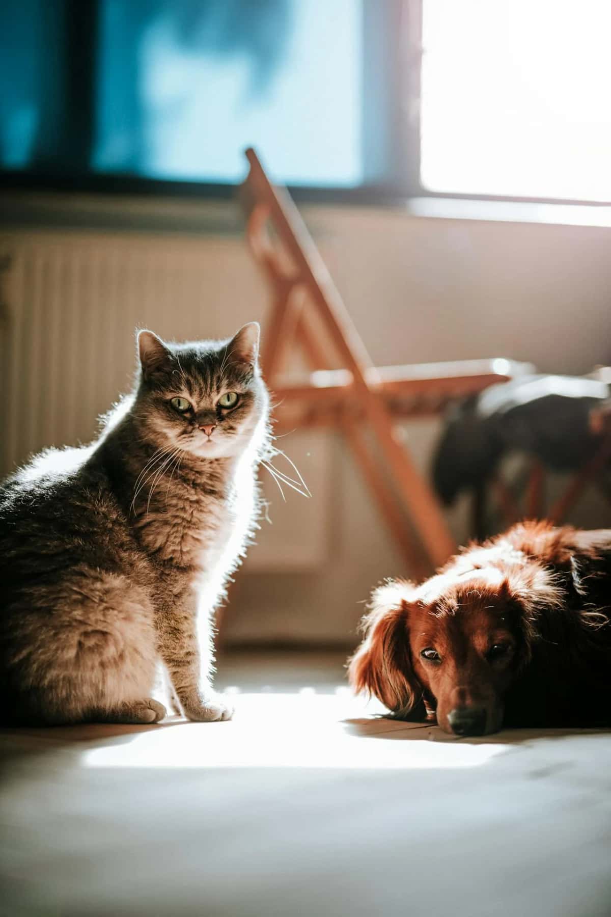 Ev ortamında birlikte duran kedi ve köpek