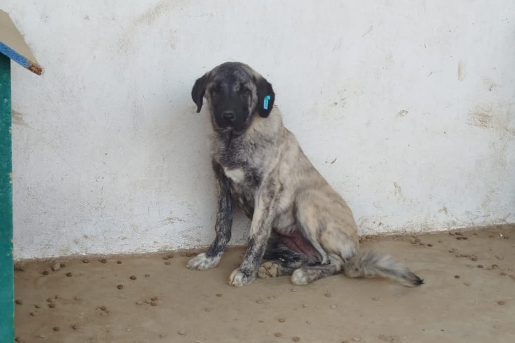 Safinaz Melez Köpek fotoğrafı