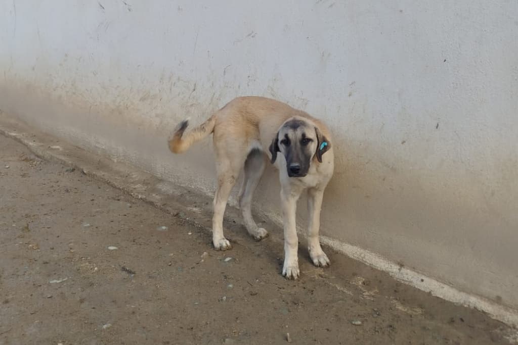 Garip Melez Köpek fotoğrafı