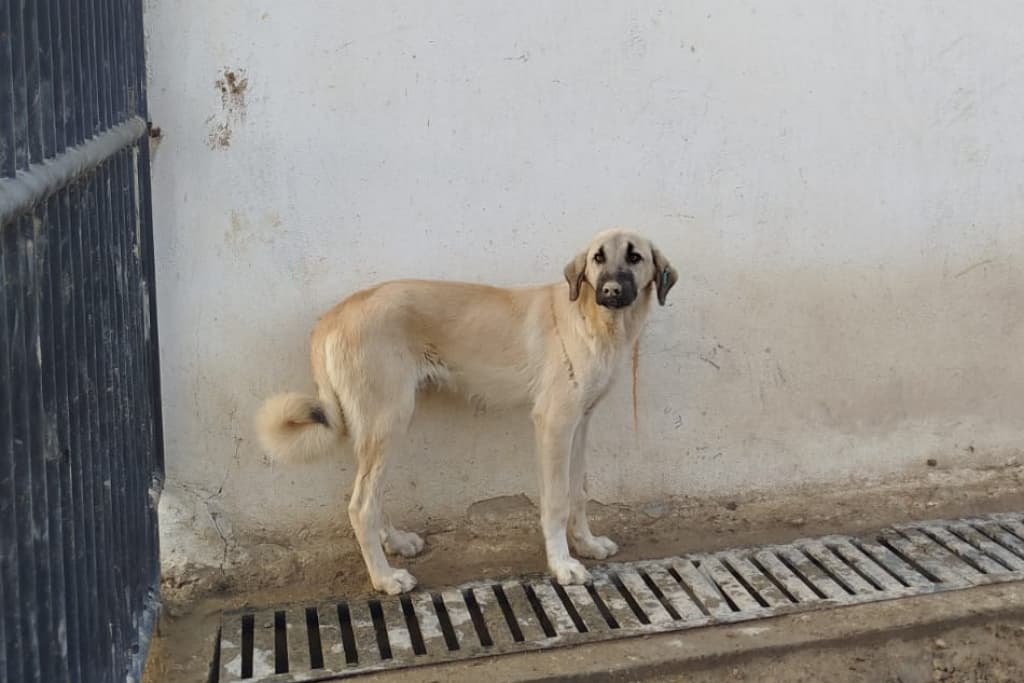 Krema Melez Köpek fotoğrafı