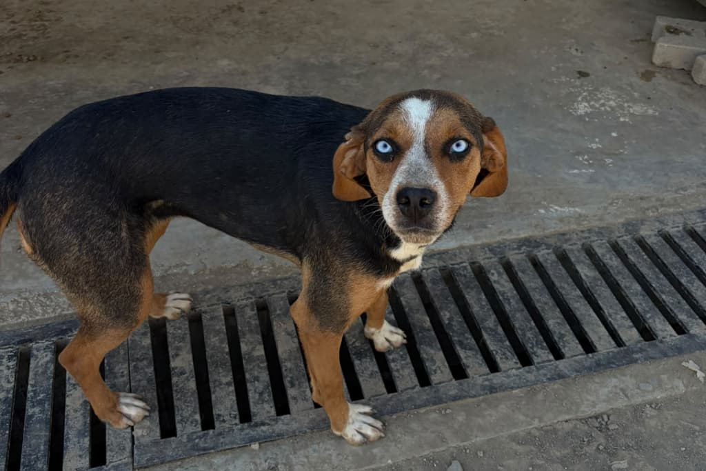 Maviş Beagle Köpek Beagle Köpek fotoğrafı