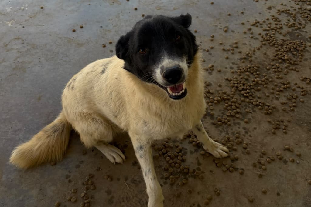 Karabaş Melez Köpek Melez Köpek fotoğrafı
