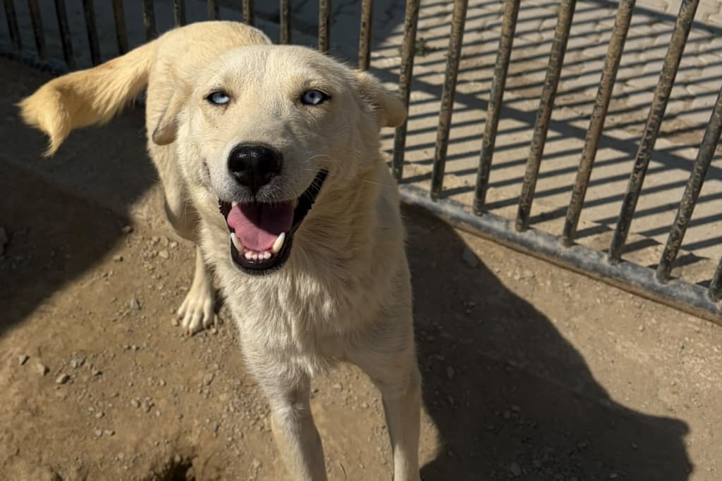 Boncuk Melez Köpek Melez Köpek fotoğrafı