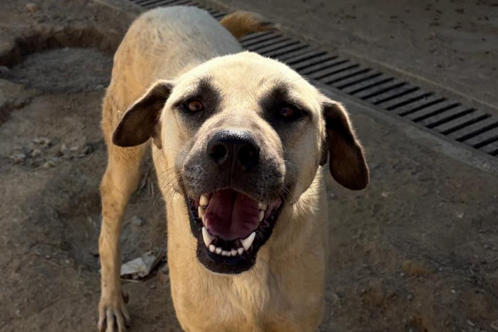 Oyuncu Melez Köpek Melez Köpek fotoğrafı