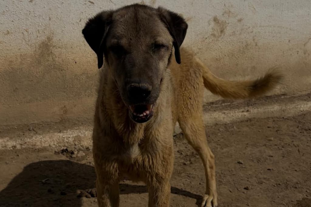 Serseri Melez Köpek Melez Köpek fotoğrafı