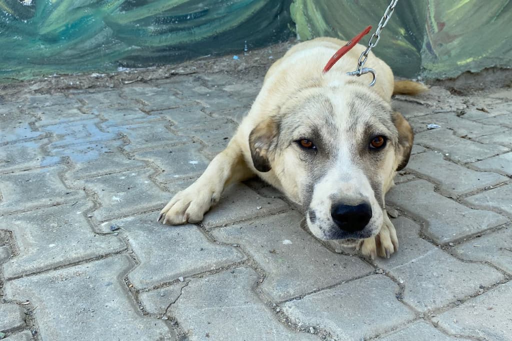 Sosis Melez Köpek fotoğrafı