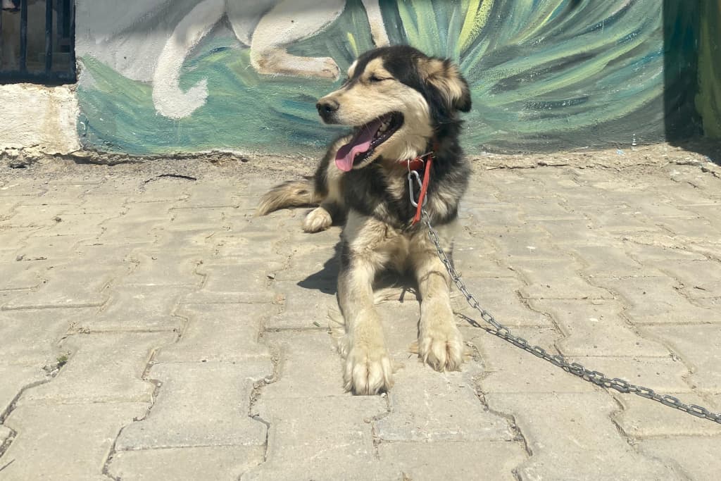 Asil Melez Köpek fotoğrafı