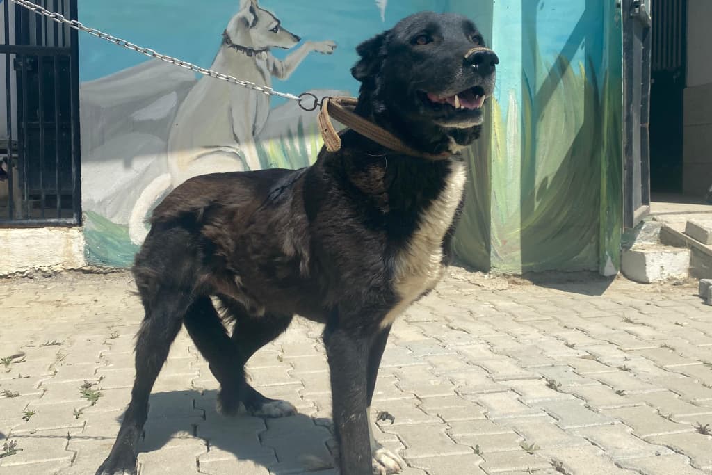 Zeytin Melez Köpek fotoğrafı