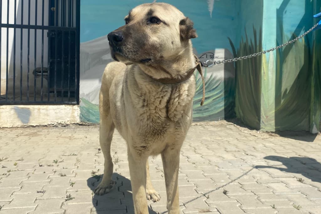 Can Kangal Melezi Köpek fotoğrafı