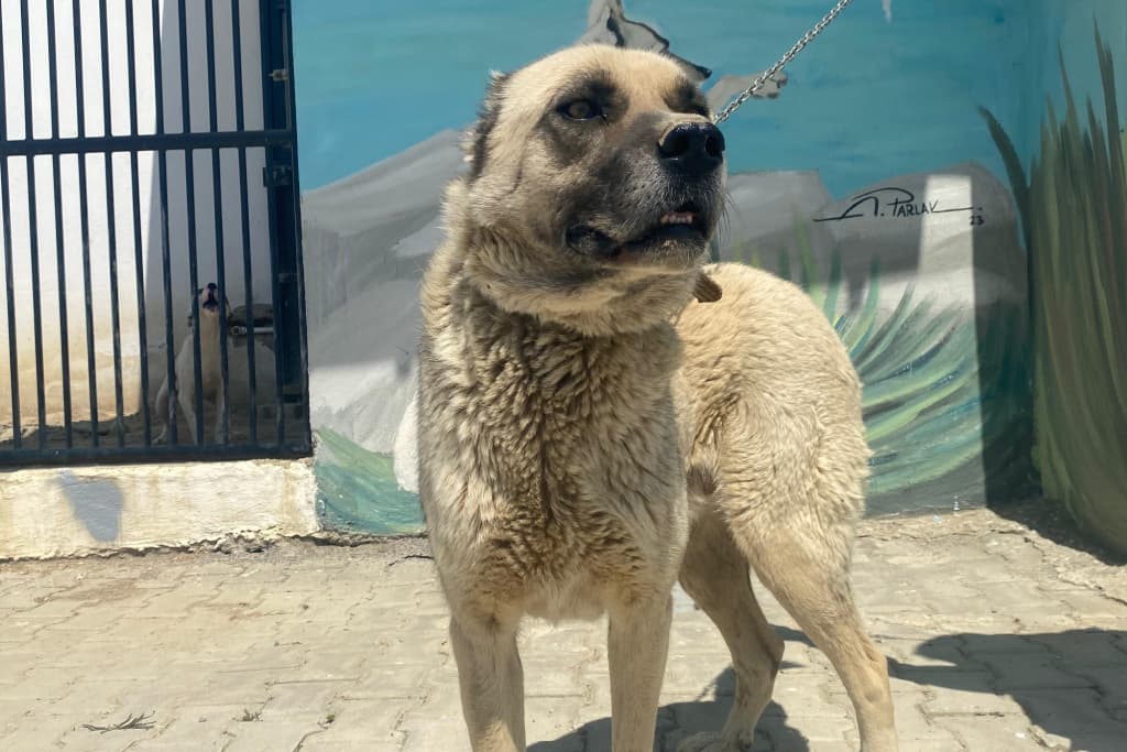 Kemik Kangal Melezi Köpek fotoğrafı