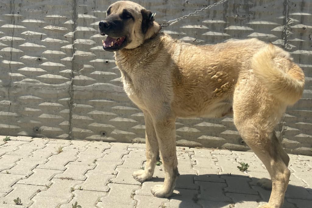 Bey Kangal Melezi Köpek fotoğrafı