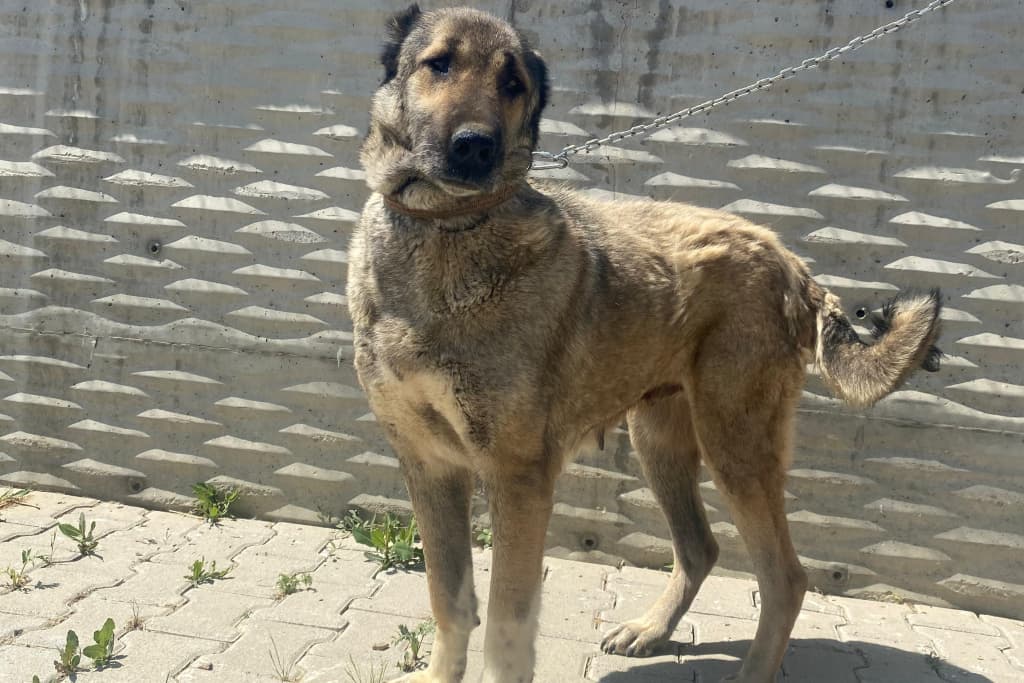 Hanım Melez Köpek fotoğrafı
