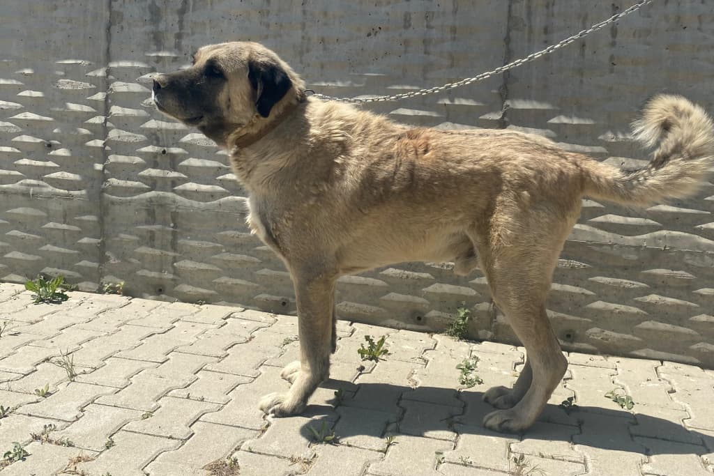 Demir Kangal Melezi Köpek fotoğrafı