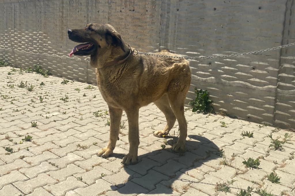 Kirli Melez Köpek fotoğrafı