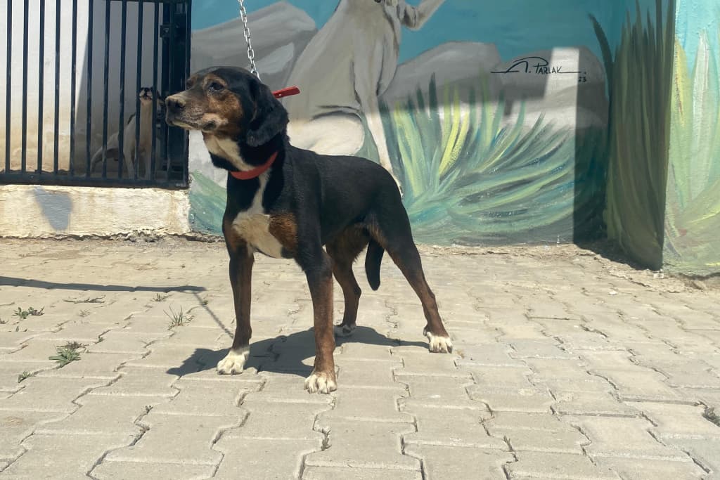 Karabacak Setter Melezi Köpek fotoğrafı
