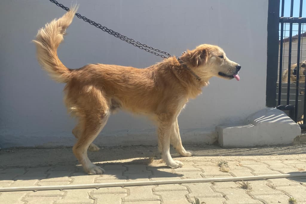 Portakal Golden Melezi Köpek fotoğrafı