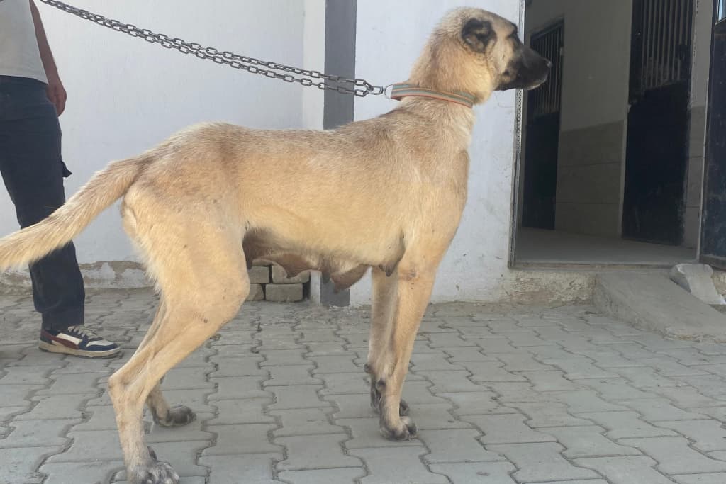 Uzun Melez Köpek fotoğrafı