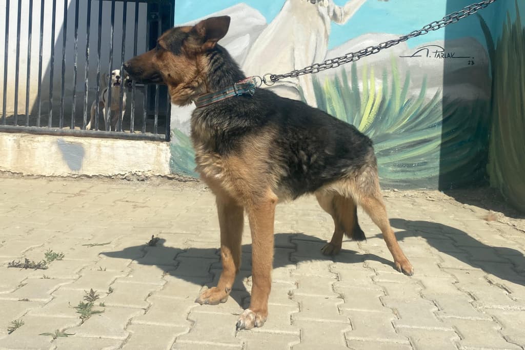 Kurt Alman Kurdu Melezi Köpek fotoğrafı