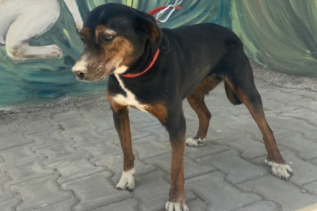 Kara Oğlan Melez Köpek fotoğrafı