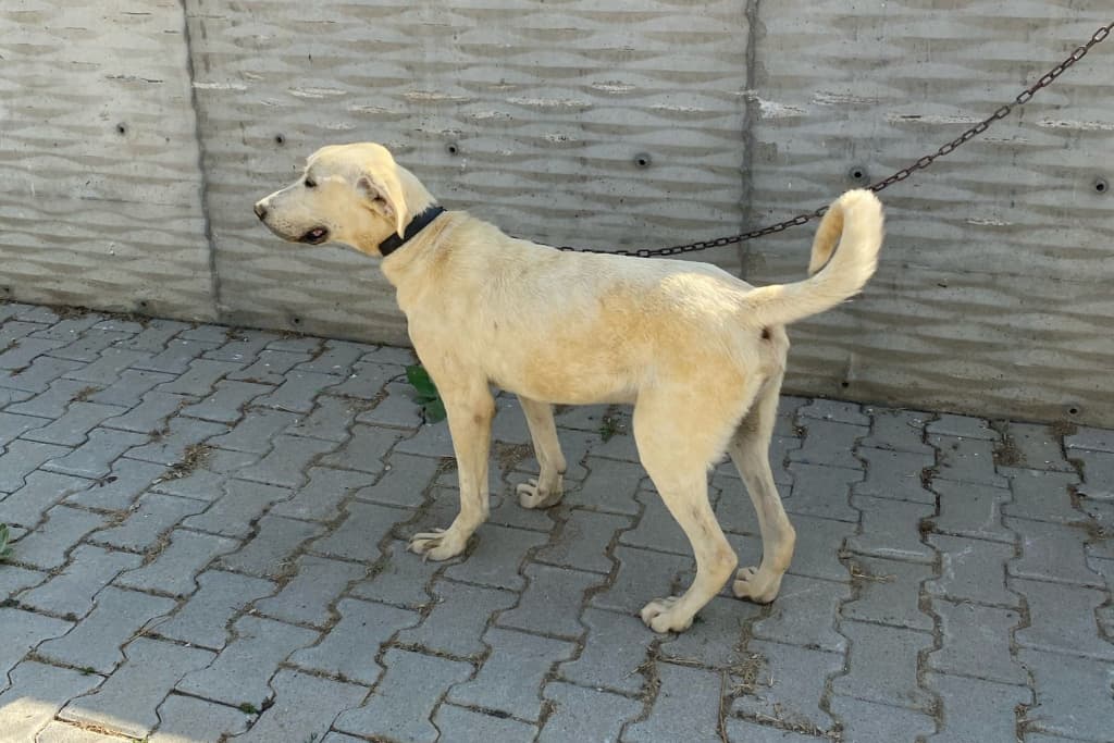 Abla Melez Köpek fotoğrafı