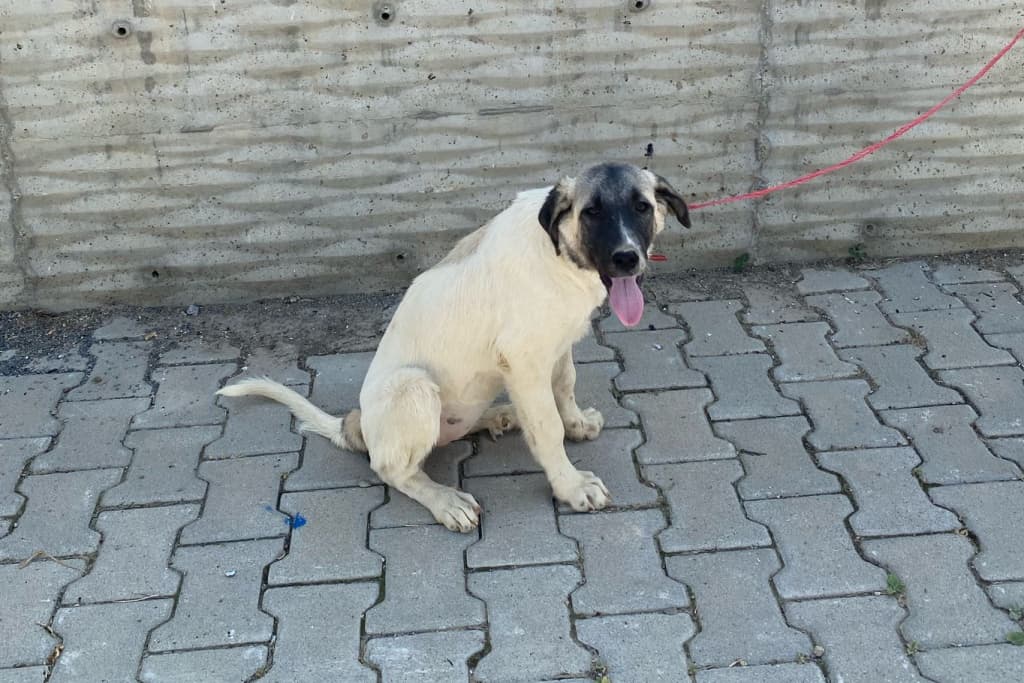 Masum Melez Köpek fotoğrafı