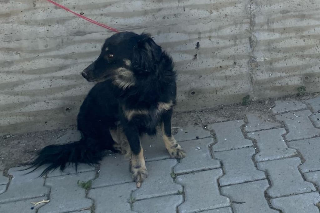 Uzun Burun Melez Köpek fotoğrafı