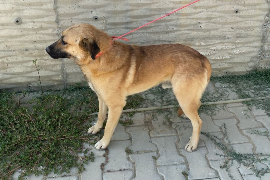 Diken Melez Köpek fotoğrafı