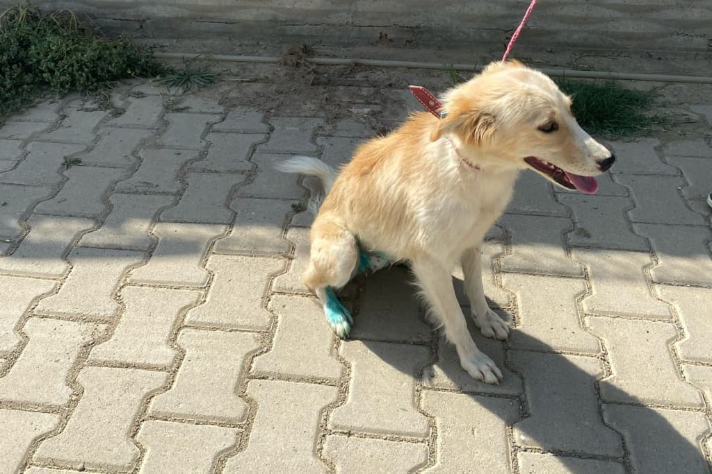 Lokum Melez Köpek fotoğrafı