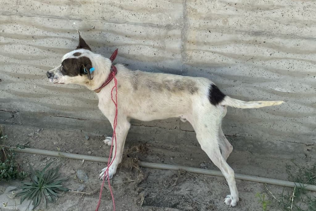 Firavun Melez Köpek fotoğrafı