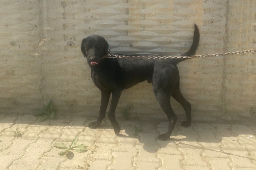 Karabasan Melez Köpek fotoğrafı