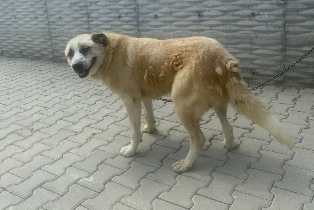 Panda Melez Köpek fotoğrafı