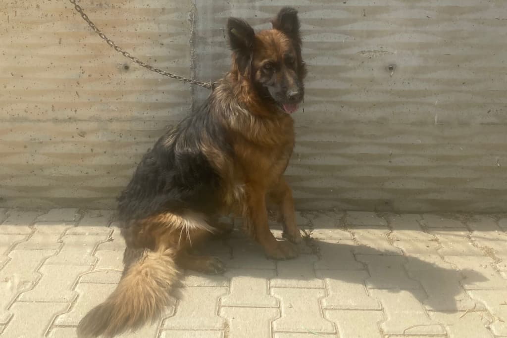 Haydut Melez Köpek fotoğrafı