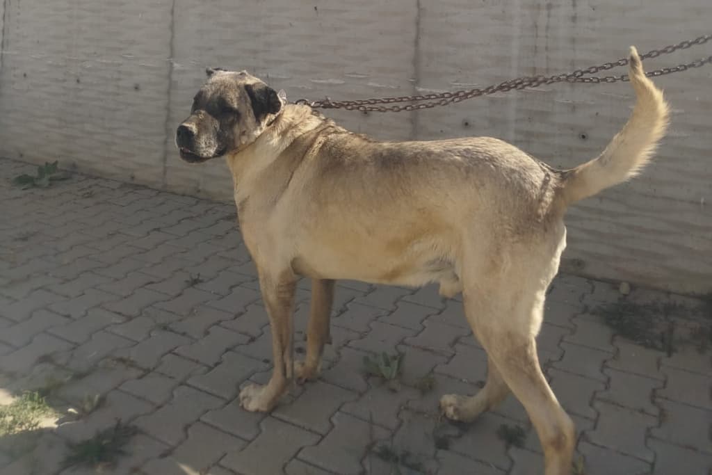 Herif Kangal Köpek fotoğrafı