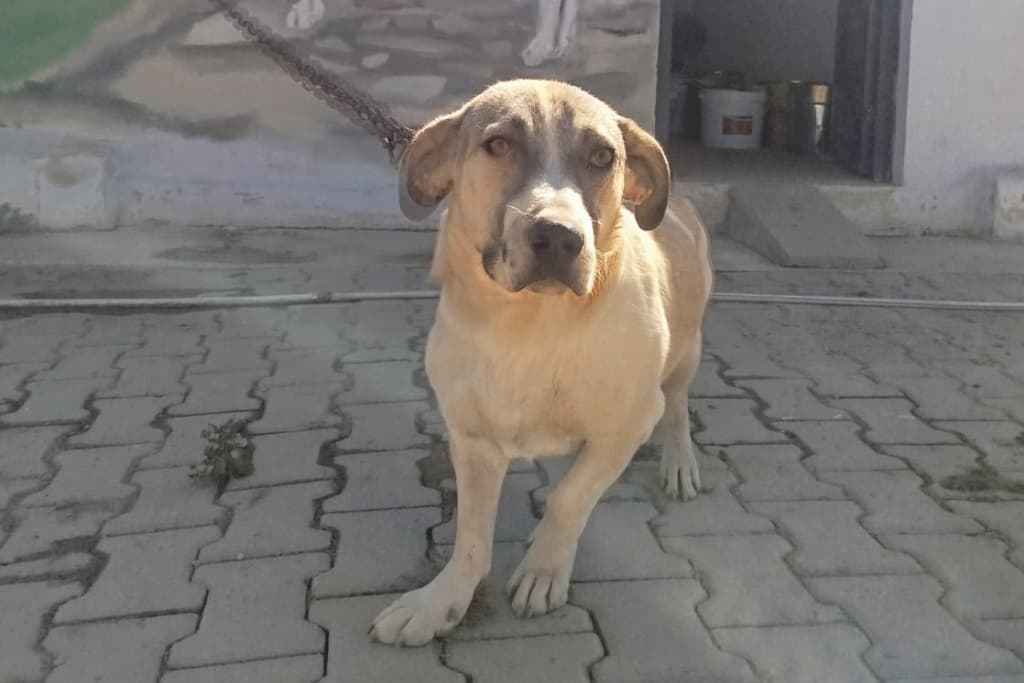 Mutlu Melez Köpek fotoğrafı