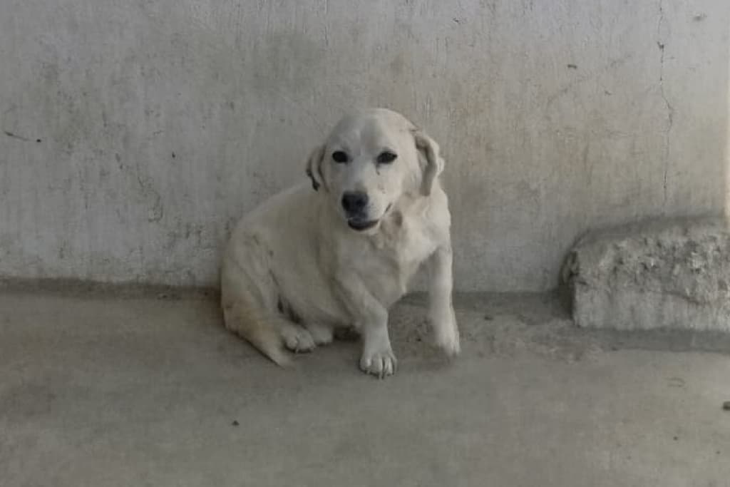 Karbeyaz Kısa Bacak Köpek fotoğrafı