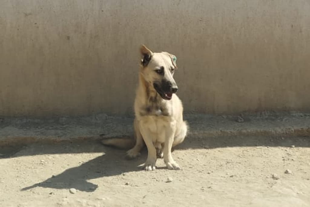 Kırık Kulak Melez Köpek fotoğrafı