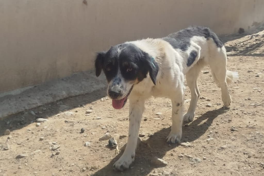 Benek Melez Köpek fotoğrafı