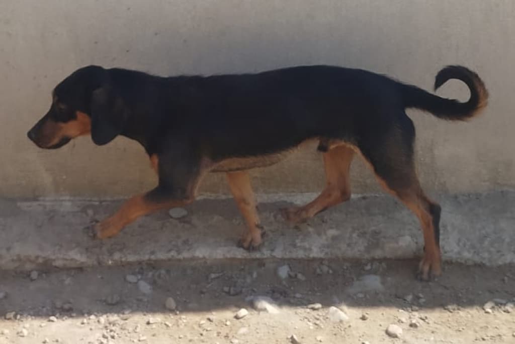 Karaca Melez Köpek fotoğrafı