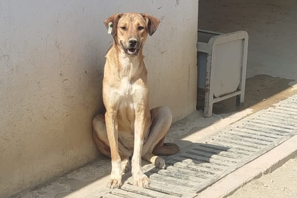 Kraliçe Melez Köpek fotoğrafı