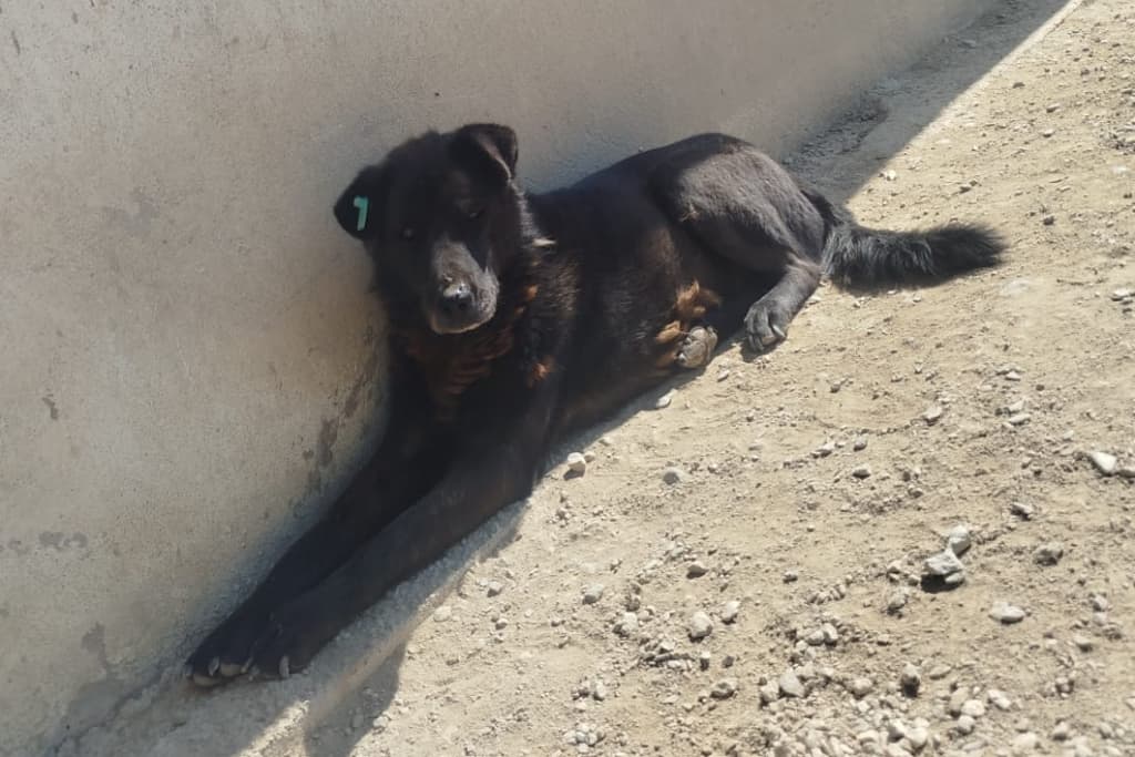 Kömür Melez Köpek fotoğrafı