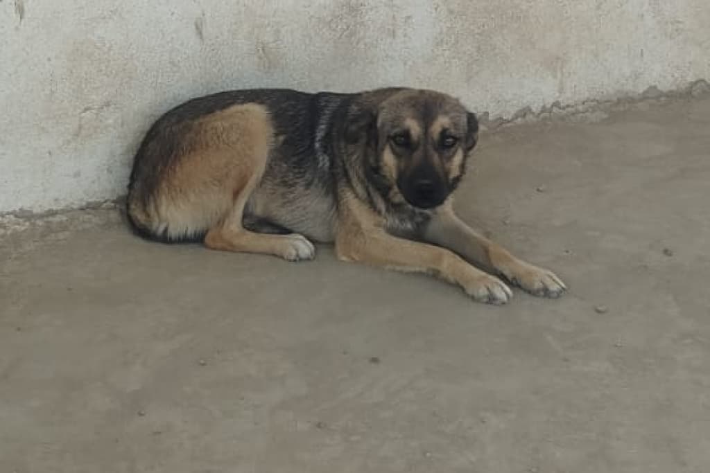 Nazlı Melez Köpek fotoğrafı