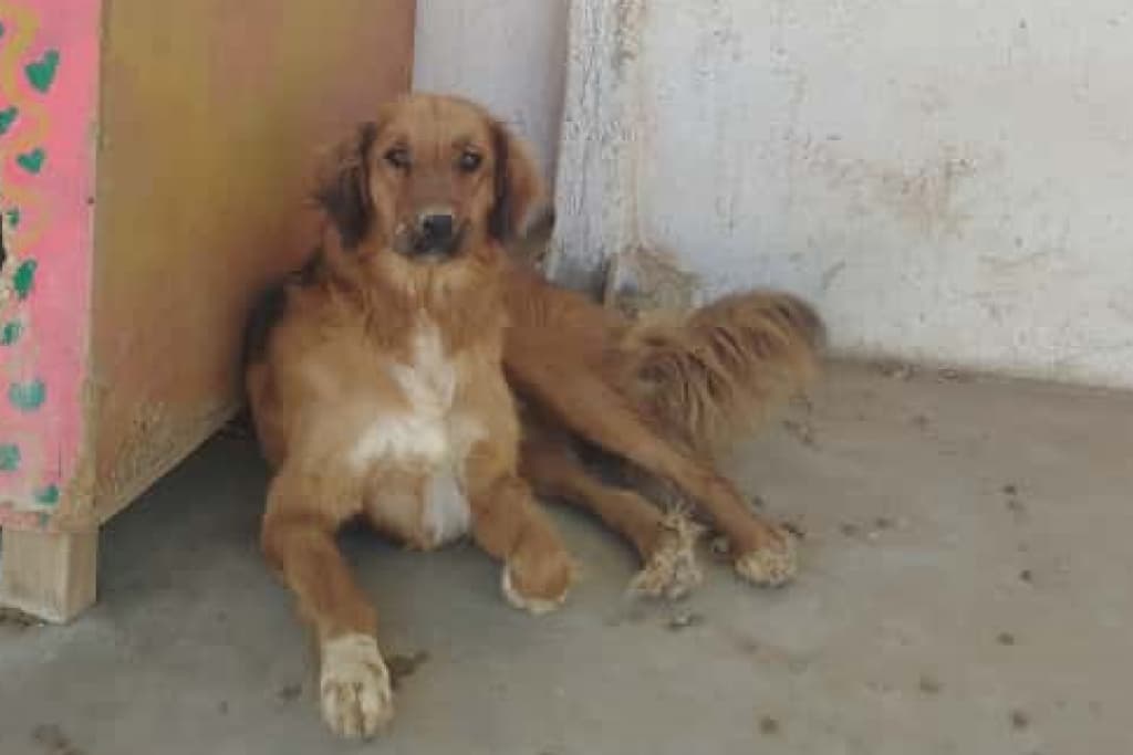 Sarı Melez Köpek fotoğrafı