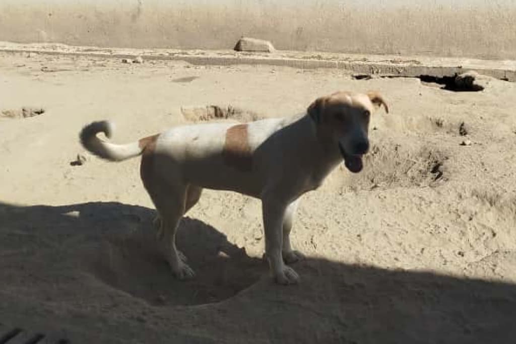 Bacaksız Melez Köpek fotoğrafı