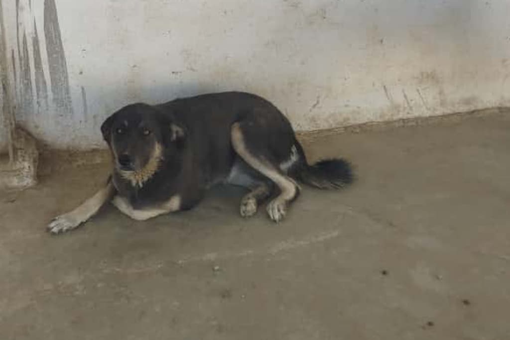 Karam Melez Köpek fotoğrafı