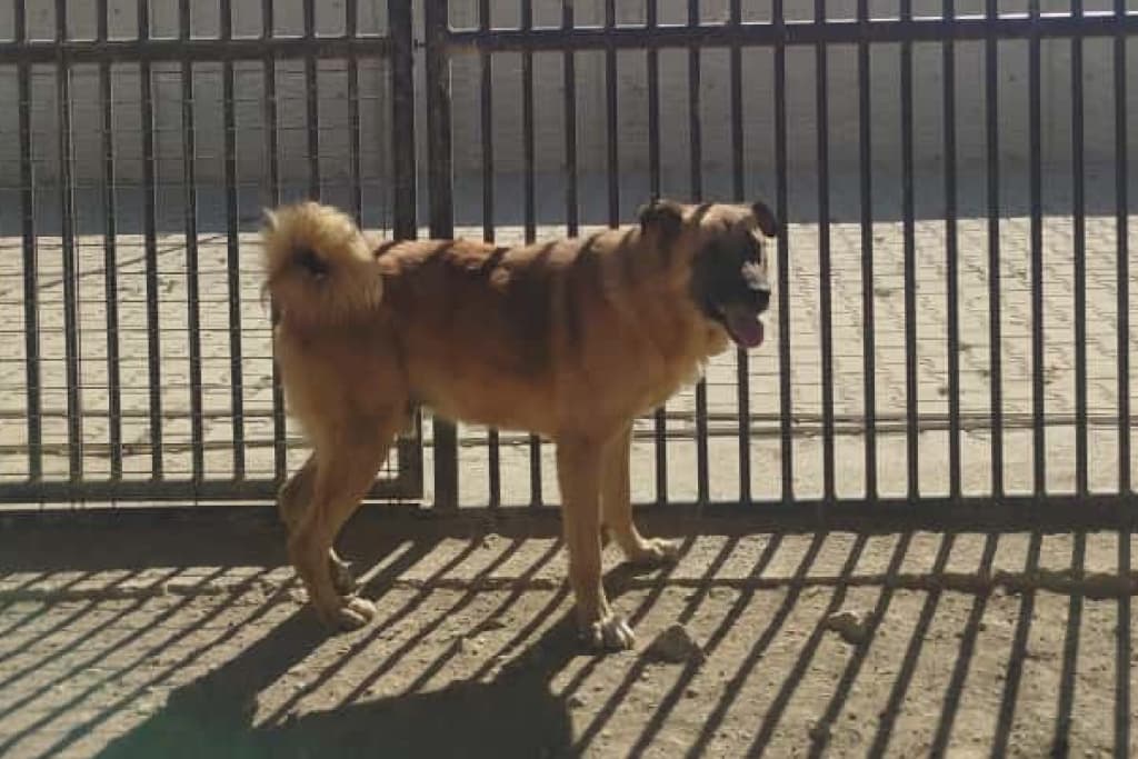 Kürklü Melez Köpek fotoğrafı
