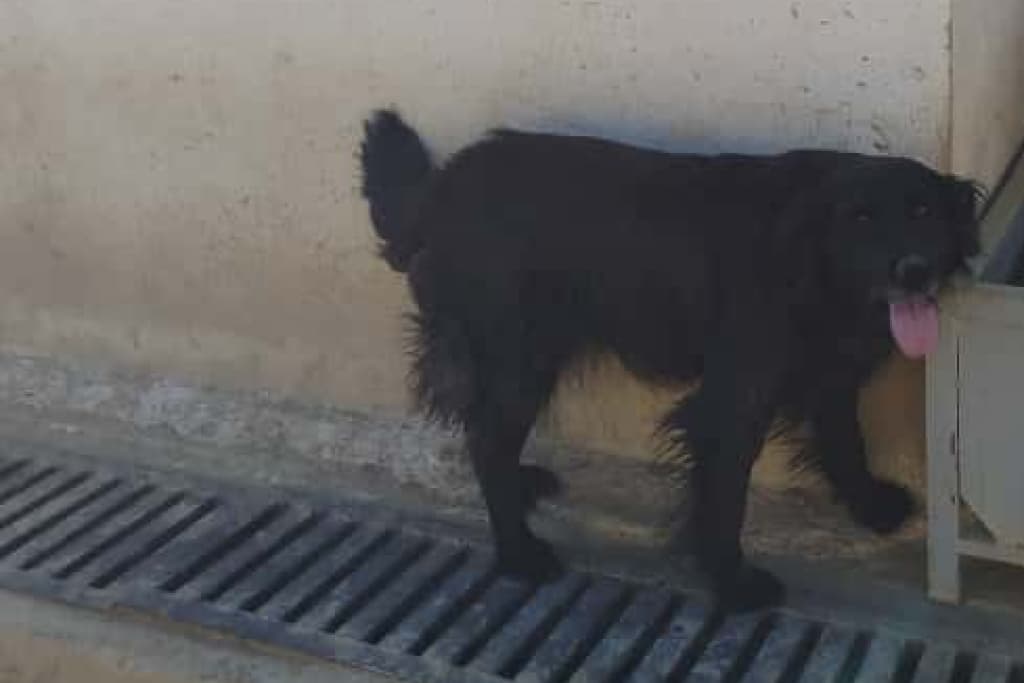 Zeytin Melez Köpek fotoğrafı