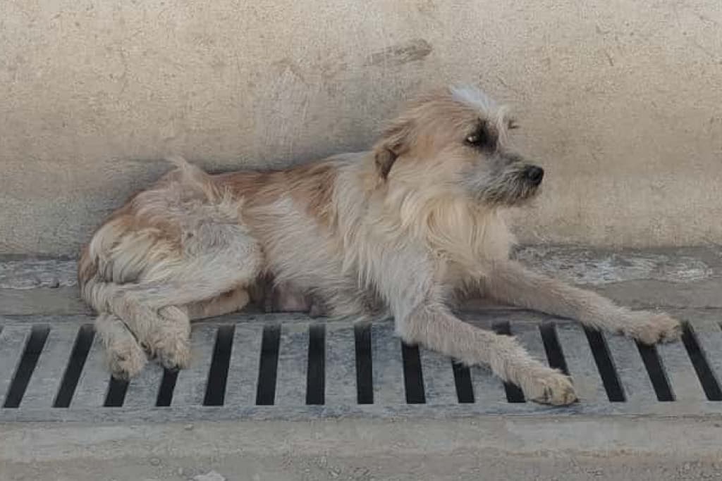 Aykız Melez Köpek fotoğrafı