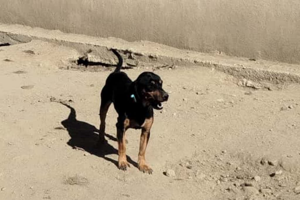 Flüt Melez Köpek fotoğrafı