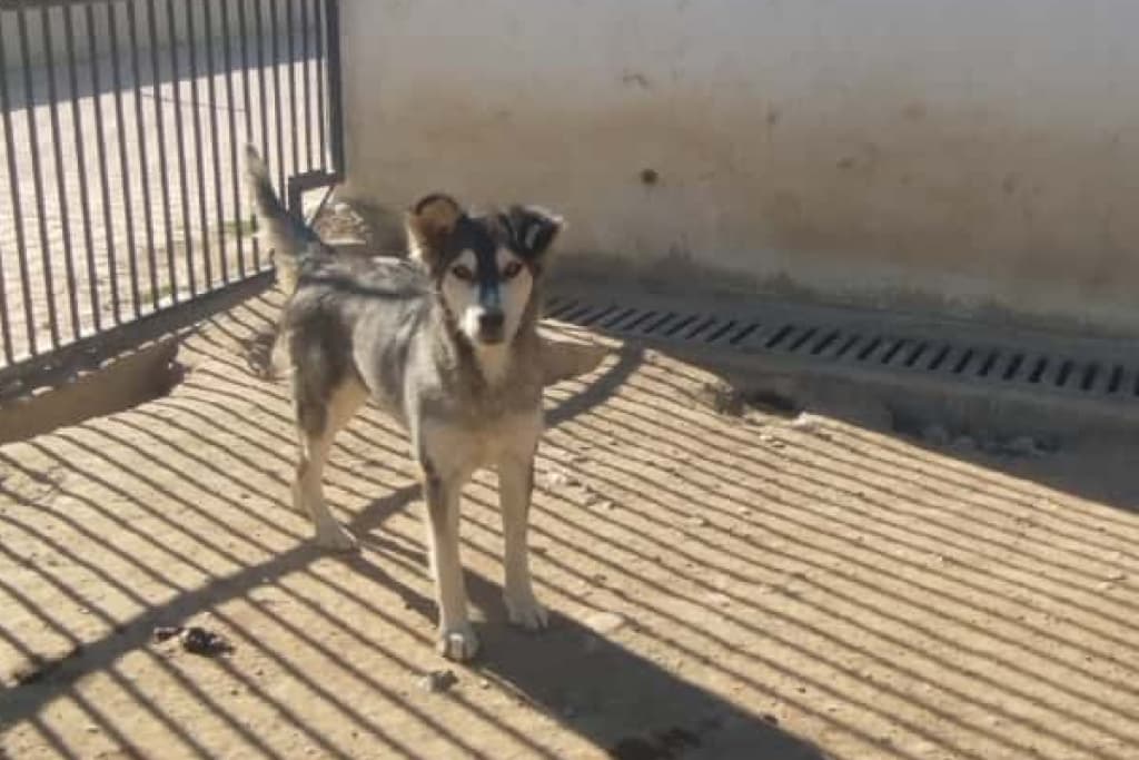 Ayaz Melez Köpek fotoğrafı
