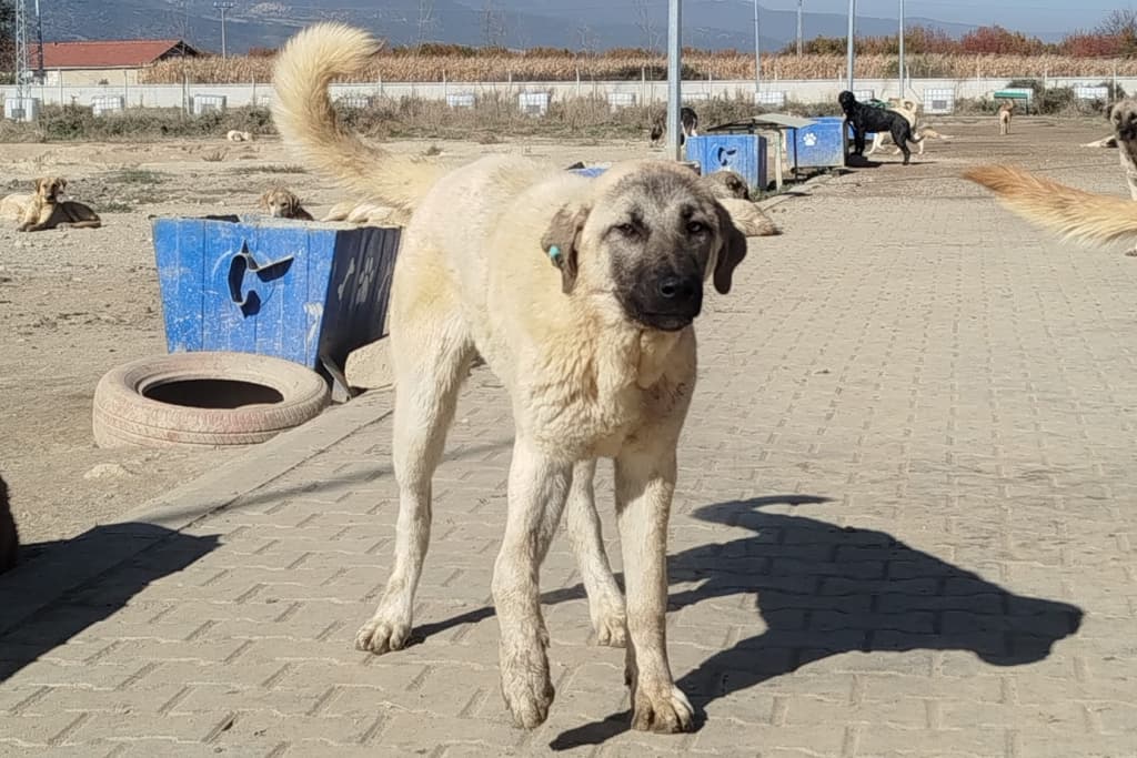 Küçük Melez Köpek fotoğrafı